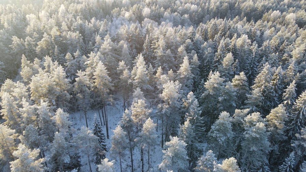 Вологодский лес – наилучший выбор! А зимний – вдвойне!